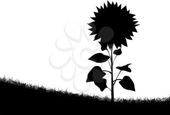 Silhouette of a sunflower on the field of grass