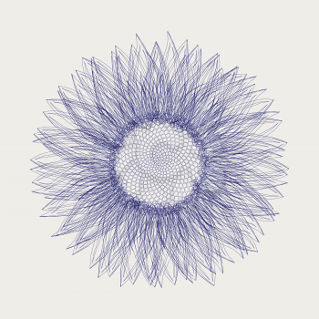 Graphic sketch of a sunflower