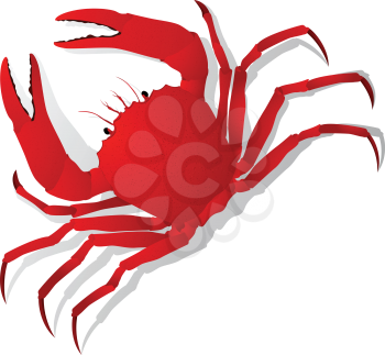 Red crab, isolated objects on white background