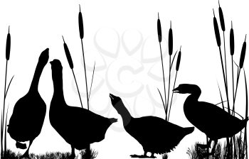 Goose and reeds silhouettes over white background