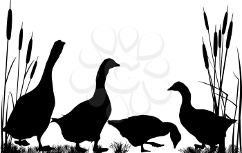 Reeds and goose silhouettes over white background