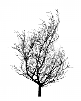 Winter tree silhouette. Isolated hand drawn vector design element over white background.