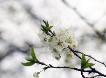 White plum tree flowers over a blurry background