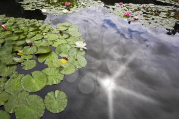 Royalty Free Photo of Lily Pads