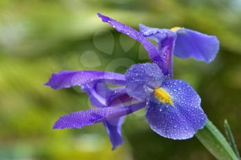 Royalty Free Photo of an Iris