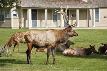 Royalty Free Photo of Deer in Yellowstone National Park