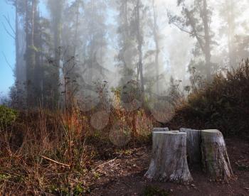 Royalty Free Photo of Morning Fog in a Forest in San Francisco 