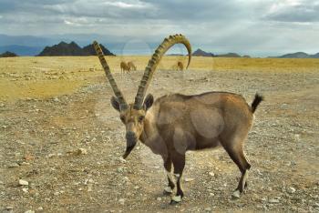 Royalty Free Photo of a Wild Goat in Israel