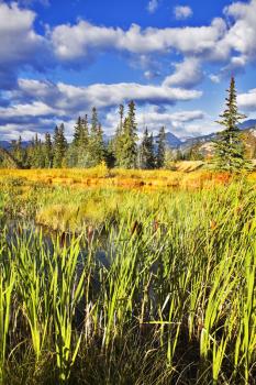 Magnificent morning in reserve in the north of Canada