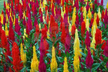 Picturesque beds with decorative red and yellow flowers in park on island Izola Bella