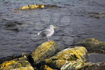 Picturesque coastal rocks covered by a moss and sea birds