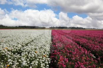 Flower spring in Israel. A vast field of white and purple flowers on the farm for the breeding of buttercups
