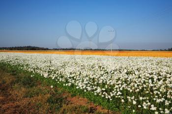 Field of blossoming buttercups of different colors. A farm on cultivation of buttercups. Israel
