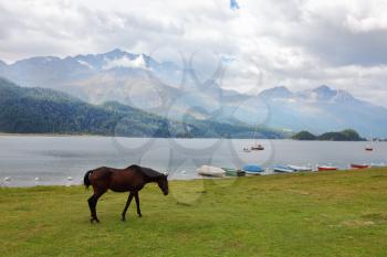 Sleek thoroughbred bay horse grazing near the moored yachts
