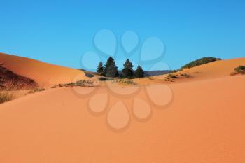 Roundish forms of orange, yellow and pink sandy dunes and four small fur-trees