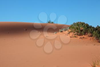  Gentle hollow on an orange pink sandy dune
