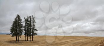 Montana field after harvest. Several pine trees swaying in the wind and waiting for rain
