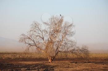 The bird's reserve in the Hula Valley in Israel. Early Morning
