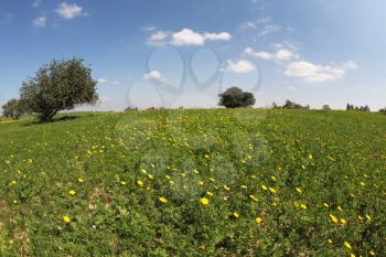 Wonderful serene spring day. Field, green grass, blooming chamomile, picturesque olive trees and light clouds
