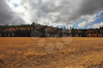 Fields and woods on the road to the northern survey area / North Rim / Grand Canyon in the U.S