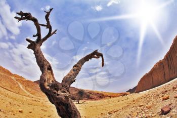Dry tree in ancient mountains of desert