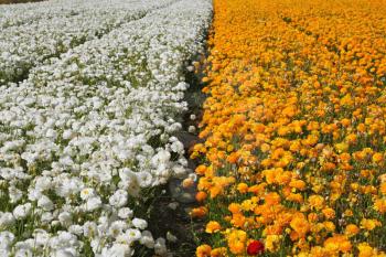 Huge field of multi-coloured  buttercups