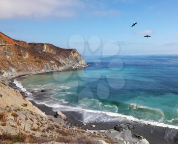 Two gray pelicans in clear serene day are turned over coast of Pacific ocean
