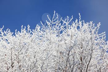 Winter morning in the mountains. Snow-covered tree branches against the blue sky
