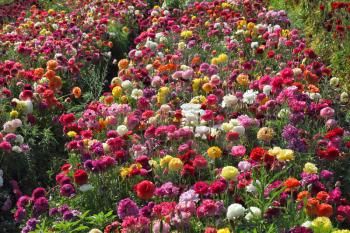 Charming field of multi-colored buttercups-ranunculus. Israel
