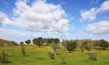 The cloudy sky and blossoming rural fields in the south of Israel. Warm February