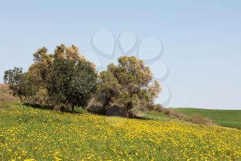 Wonderful serene spring day. Scenic hills, green grass, blooming buttercups and olive trees

