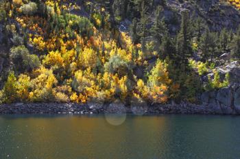 The yellow foliage shines in beams of the midday sun. Wood on the bank of mountain lake