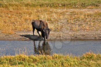 Bisons go on a watering place in Yellowstone national park
