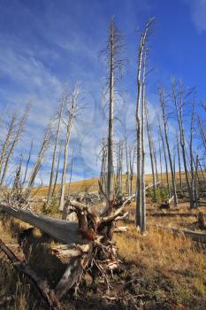 The burned down wood in Yellowstone national park in the autumn