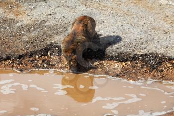 The red homeless cat drinks from a yellow clay pool
