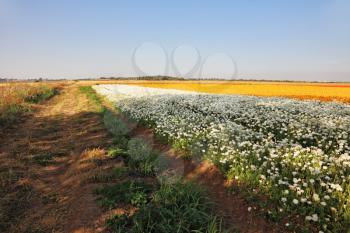 Field of blossoming yellow, white and red buttercups. A farm on cultivation of buttercups. Israel
