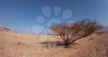 Lonely tree in stone desert with a typical triangular crone