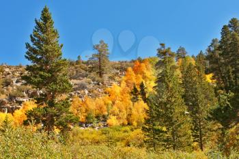 Picturesque multi-colour hillside in autumn park Yellowstone