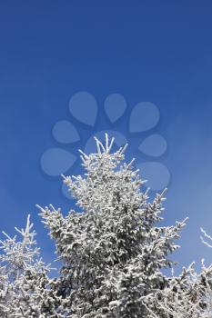Winter morning in the mountains. Snow-covered fur-tree branches against the blue sky