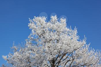 Snow-covered tops of the trees against the bright blue sky
