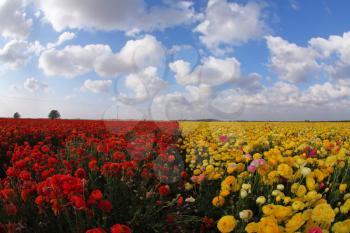 Magnificent spring field of blossoming brightly yellow and red buttercups