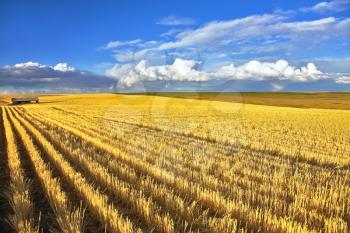 Wheaten fields of Montana after harvesting 