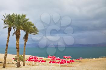 Three picturesque palm trees and bright red beach canopies on a beach of the Dead Sea in a thunder-storm