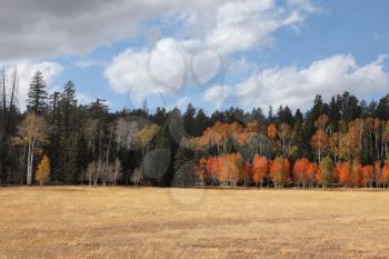 Fields and woods on the road to the northern survey area / North Rim / Grand Canyon in the U.S