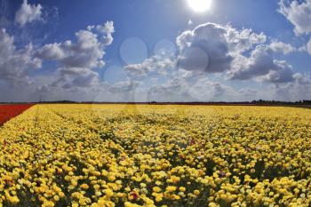 Solar spring day in fields flowers buttercups