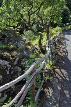 Charming park on island Madiera -  Monte Palace Tropical Garden. Magnificently blossoming bushes along a footpath