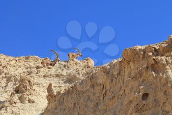A family of mountain goats with huge curved horns. The ancient mountains near Eilat, Israel