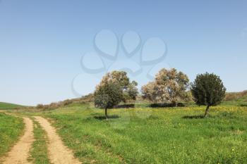 Wonderful serene spring day. Rural dirt road, green grass and olive trees
