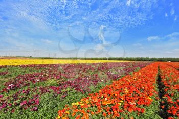  Vast fields of flowers of buttercups. Flowers are grown for export. Magic spring