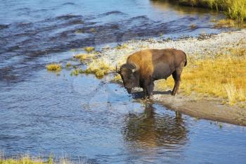 Bison on a watering place in well-known Yellowstone national park